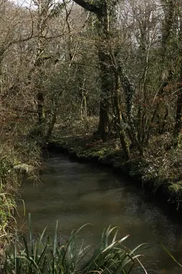 a stream in a wooded area with trees and water at Tresillian Lodge Waterfront, Forest, Hot tub,Sauna in Truro