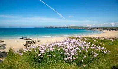 a field of pink flowers on a beach at Trethvor House FREE PARKING Private bathroom Double in Padstow
