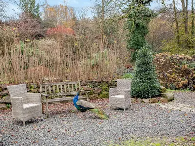 a peacock standing next to two chairs and a bench at Hallowarren Barn in Saint Anthony