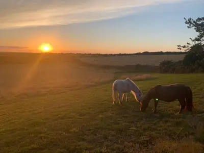 two horses grazing in a field at sunset at Silverspring Farm En suite in Constantine