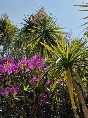 a group of palm trees and purple flowers at Goonearl Simply Stay in Scorrier