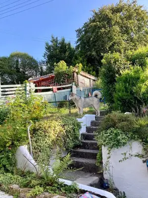 a dog standing on a set of stairs at Guest house Truro garden retreat in Kenwyn