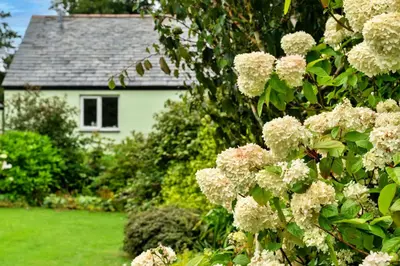 a bush with white flowers in front of a house at Finest Retreats - Skylarks in Boscastle