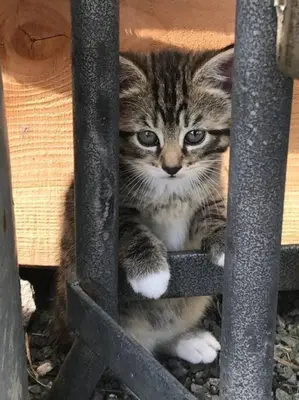 a kitten peeking through the bars of a fence at Brook Lodge in Liskeard