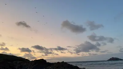 a group of birds flying in the sky over the ocean at Cornish Crantock Holiday Sandy Toes in Crantock
