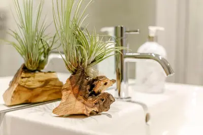 a bathroom sink with two potted plants on it at 2 Bed in Newquay oc-e26943 in Newquay