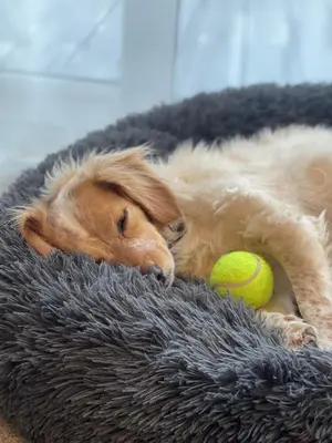 a dog laying on a blanket with a tennis ball at Stones Throw Lodge in Padstow