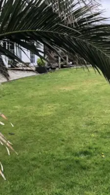 a green yard with a palm tree in the foreground at Carbis Bay luxury ground floor flat close to beach in Carbis Bay