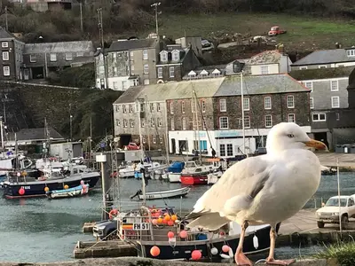 a seagull standing on a ledge with boats in a harbor at Mevagissey Boutique Flatlet with sea and countryside views in Mevagissey