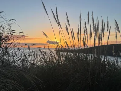 a sunset over the beach with tall grass at Mevagissey Boutique Flatlet with sea and countryside views in Mevagissey