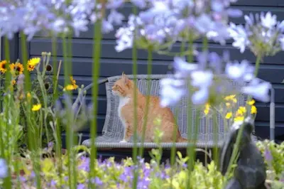 a cat sitting on a chair in a garden at The Stables in St Ives in St Ives
