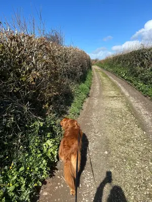 a dog is walking down a dirt road at Meadowside Cottage, Characterful Grade 2 Listed Cottage near to Wadebridge and Padstow in Wadebridge