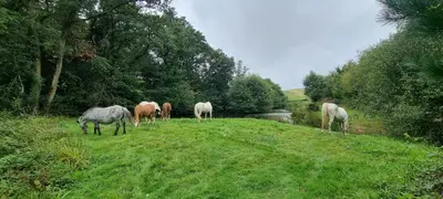 a group of horses grazing in a grassy field at Valley View Lodges in Liskeard