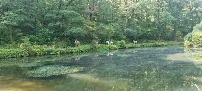 a group of giraffes standing next to a river at Valley View Lodges in Liskeard
