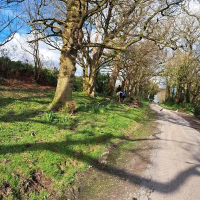 a tree on the side of a road at The Dovecote in Launceston