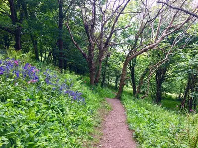 a dirt path in a wooded area with blue flowers at Chy Bownder Cottage in Lostwithiel