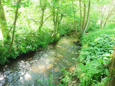a stream in the middle of a forest with trees at The Pigsty & Spa Garden at Tregoose Old Mill in Newquay