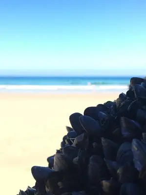 a pile of shells sitting on the beach at Coombe Cottage in St. Agnes