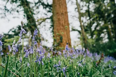 a field of purple flowers in front of a tree at Lower Hill Cottage w/Swedish Hot Tub in Bodmin