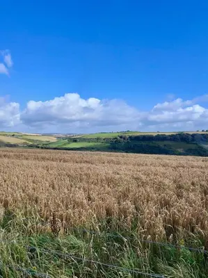 a field of tall brown grass with a blue sky at Nook Cottage Seaside Charm & Countryside Calm in Newquay