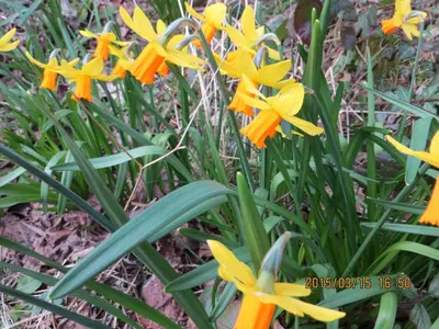 a group of yellow and orange flowers in the grass at Polgwedhen Lodge in Truro