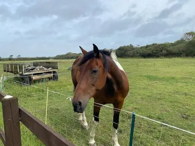 a brown and white horse standing behind a fence at Seahorse Cottage in Helston