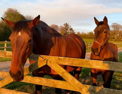 two horses standing next to a wooden fence at Treveighan Farmhouse in Saint Teath