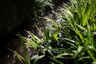 a green plant in a stream of water at The Sail Loft (part of Manor House) in Port Isaac