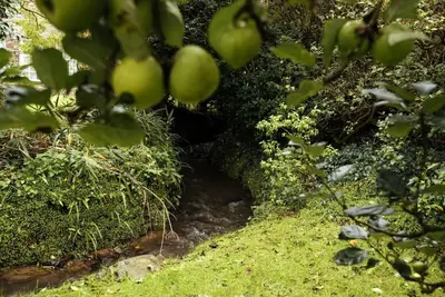 a small stream in a garden with green plants at The Manor House in Port Isaac