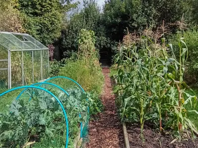 a garden with a greenhouse and some plants at Field View in St Austell