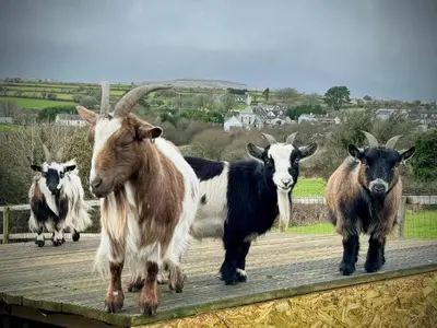 a group of goats walking on a bridge at Sunset Ridge - Luxury Geodesic Dome set in the beautiful countryside in Porkellis