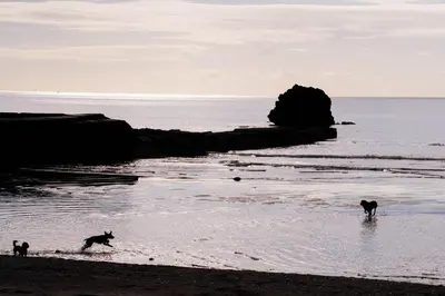 three dogs playing in the water on the beach at Pet Friendly Sea view Villa Millendreath Looe in Looe