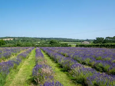 a field of lavender in the countryside at 2 Bed in Helston oc-41378 in Cury