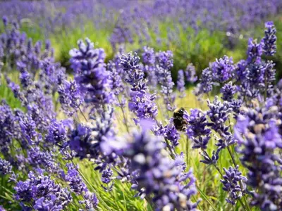a bunch of purple flowers in a field at 2 Bed in Helston oc-41378 in Cury