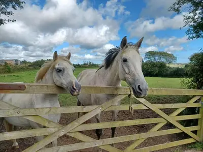 two horses are standing behind a fence at Rural Cornish Cottage in Truro