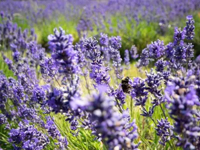 a bunch of purple flowers in a field at 1 Bed in Helston oc-41381 in Cury