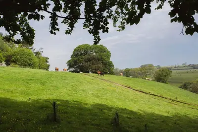 a field with horses on a hill with a tree at Catchfrench Manor in Sheviock