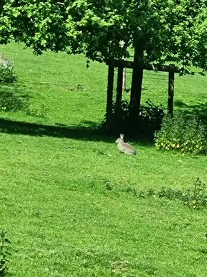 a deer laying in the grass under a tree at Seaside View Caravan in Polperro in Looe