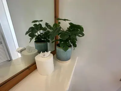 two plants sitting on a shelf next to a mirror at Beach house with expansive sea views! in Newquay