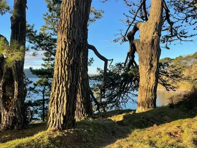 a group of trees with a lake in the background at Tresahor Studio with sauna in Falmouth