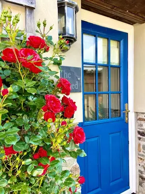 a blue door and a bush of red roses at The Cowshed - Cottage in Cornwall in Jacobstow