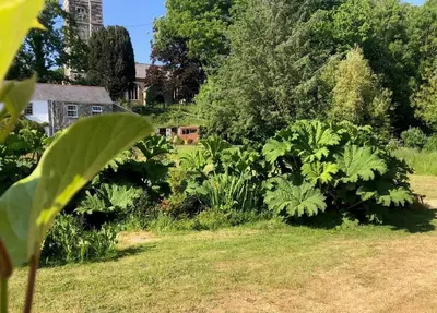 a garden with green plants in a yard at Exceptional retreat near Cornwall Coast in Tywardreath