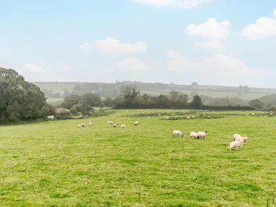 a herd of sheep grazing in a green field at 4 Bed in Callington oc-54343 in Linkinhorne