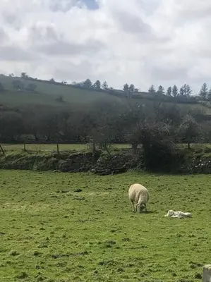 a sheep grazing in a field with a dog at The Artists Barn in Launceston