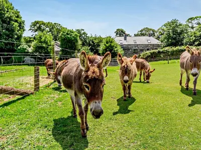 a group of donkeys walking in a field at 2 Bed in Callington oc-kates in North Hill