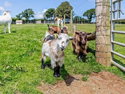 a group of goats standing next to a fence at 2 Bed in Callington oc-tyler in North Hill