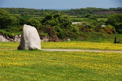 a large stone in a field of flowers at Fig Tree House in Penryn