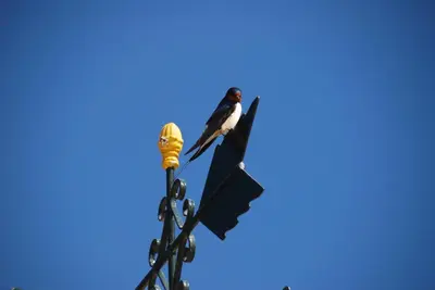 a bird perched on top of a traffic light at Fig Tree House in Penryn