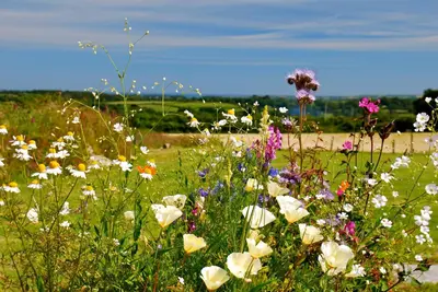 a field filled with lots of flowers in a field at Fig Tree House in Penryn