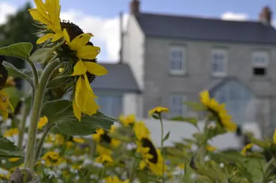a field of yellow flowers with a building in the background at Fig Tree House in Penryn